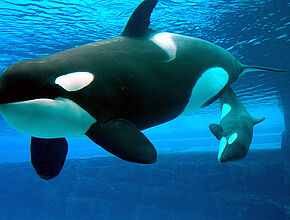 Marineland - Agrandir l'image (fenêtre modale)
